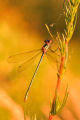 Dragonfly before sunset