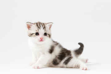 Obraz premium Portrait of Scottish Straight kitten bi-color spotted sitting against a white background, one month old.