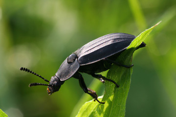 Beetles of the family Cerambycidae