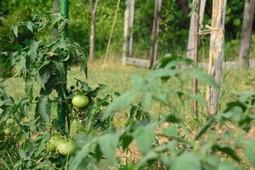 Tomato plant with green, unripe fruits tied up a stake. Selective focus.
