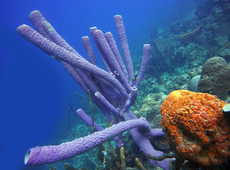 Sponge Life