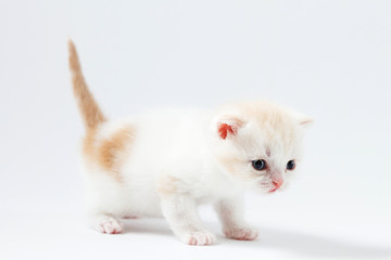 Portrait of Scottish Straight kitten bi-color spotted staying four legs against a white background, one month old.
