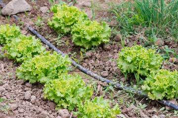 Fototapeta na wymiar Irrigation plant for vegetable garden