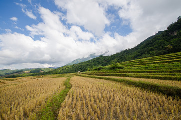 Fototapeta na wymiar Pa Pong Piang Rice terraces, Mae Cham, Chiang Mai, Thailand.