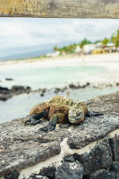 Iguana en el muelle Isla Isabela, Galapagos