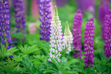 Lupinus, lupin, lupine field with pink purple and blue flowers