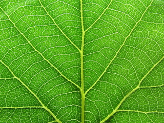 Leaf abstract background texture with veins nature macro fresh