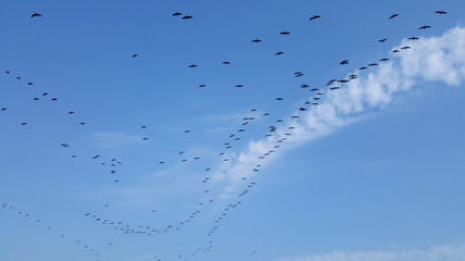  Large swarm of birds