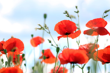 Naklejka premium Poppies sky background