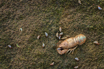 Crust of cancer and others