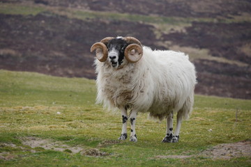 Scottish Blackface Hammel