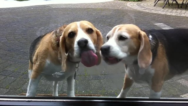 Beagles-Hunde lecken an Glasscheibe-Video