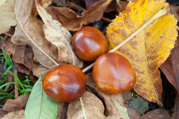  Horse Chestnuts on the Ground