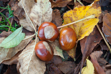Horse Chestnuts on the Ground