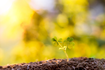 a young plant growing in soil