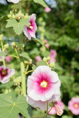 タチアオイの花