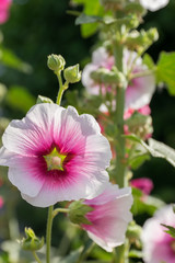 タチアオイの花