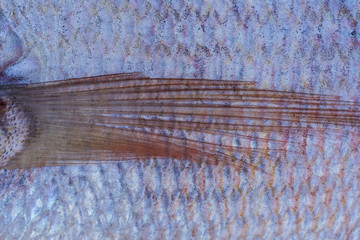 Detail Fish Skin