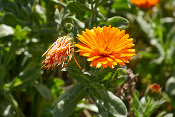 Fleur vari&eacute;t&eacute; gerbera .
