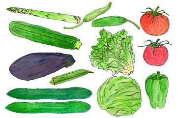 夏野菜　キャベツ　トマト　きゅうり　ナス　おくら　など　イラスト