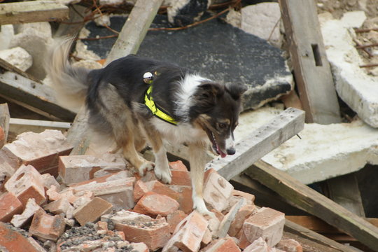 search and rescue dog at tower block collapse disaster zone