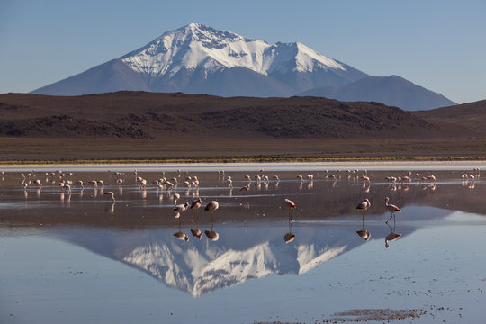 Pink flamingos feeding at Laguna Hedionda, Sud Lipez, Bolivia