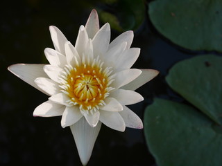 Single white lotus on dark lotus leaves background