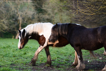 Ponies