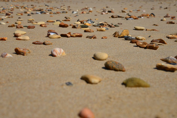 Fototapeta na wymiar Stones and Shells on Bournemouth Beach