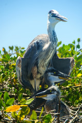 Garza y sus crias , islas Galápagos