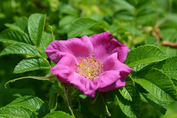 Peony Flower