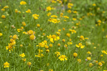 ダールベルグデージー