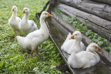 In the summer in the yard five   little goslings drink water from the trough.