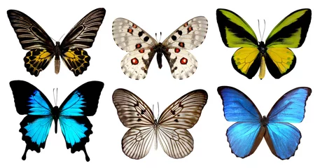 Photo sur Plexiglas Papillon Ensemble de six papillons isolés sur fond blanc avec chemin de détourage, insectes ailes bleu vert jaune