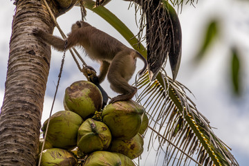 Kokosnussernte auf samui