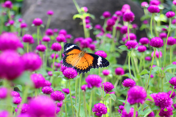 The beautiful flying orange and red butterfly in meadow park, Leopard Lacewing butterfly on purple amaranth flower, close up of black dotted insect on green leaf black rock garden background