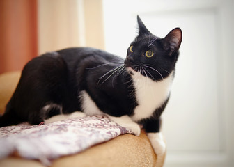 Cat of a black-and-white color on a sofa.