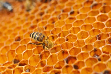 Fotobehang Honey bees in a beehive on honeycomb. Close up of honey bee in honeycomb. Swarm of bee worker in a beehive © Ivan