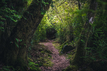 Lush forest trail.