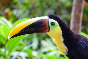 Toucan bird black feathers orange beak