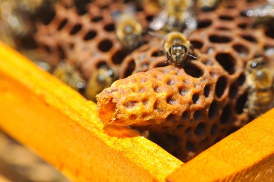 Waxen cottage for growing of chapter of bee family. Queen bee has born
