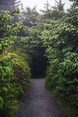 Hiking path leading to a forest.