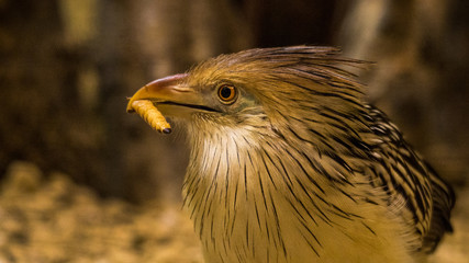 guirakuckuck