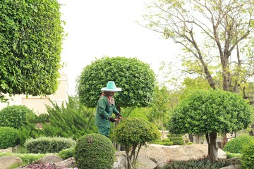 woman gardener cutting leaves of tree in garden