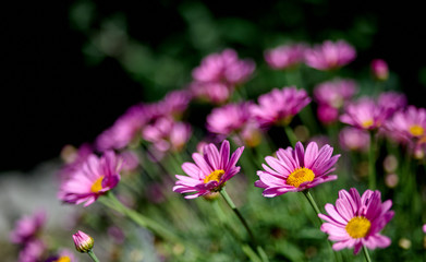 Pink Flowers