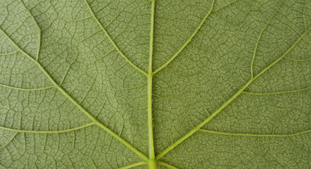 detail of grapevine leaf