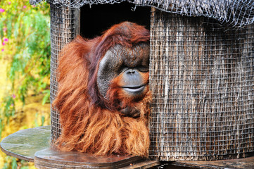 orangutan © Ирина Черненко