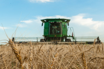 Fototapeta premium Wheat Harvest