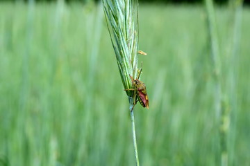 bug on ripening ears of wheat on green background