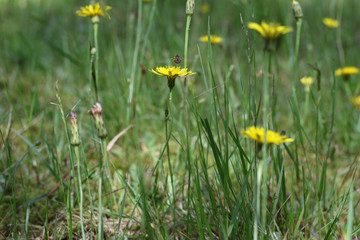 Blumenwiese- Löwenzahn-Natur-Gelbe Blüten-Sommer